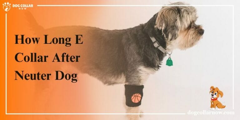 How Long E Collar After Neuter Dog – Informative Guide