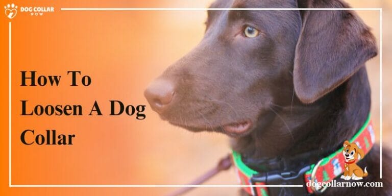 How To Loosen A Dog Collar – 4 Easy Steps