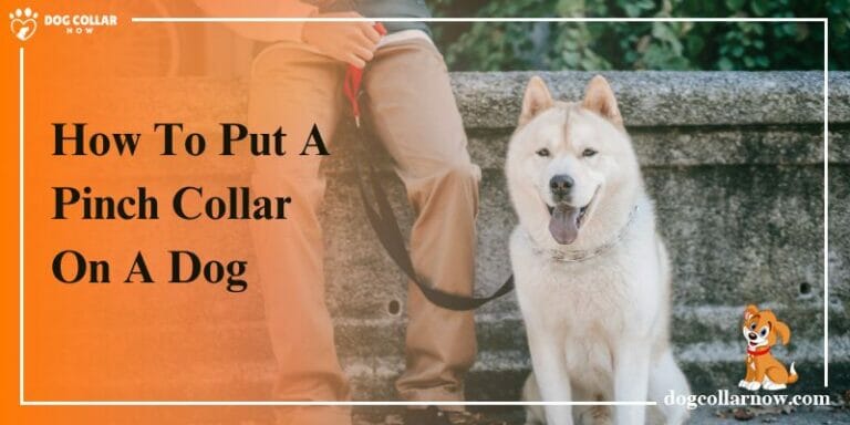 How To Put A Pinch Collar On A Dog – 3 Steps Guide
