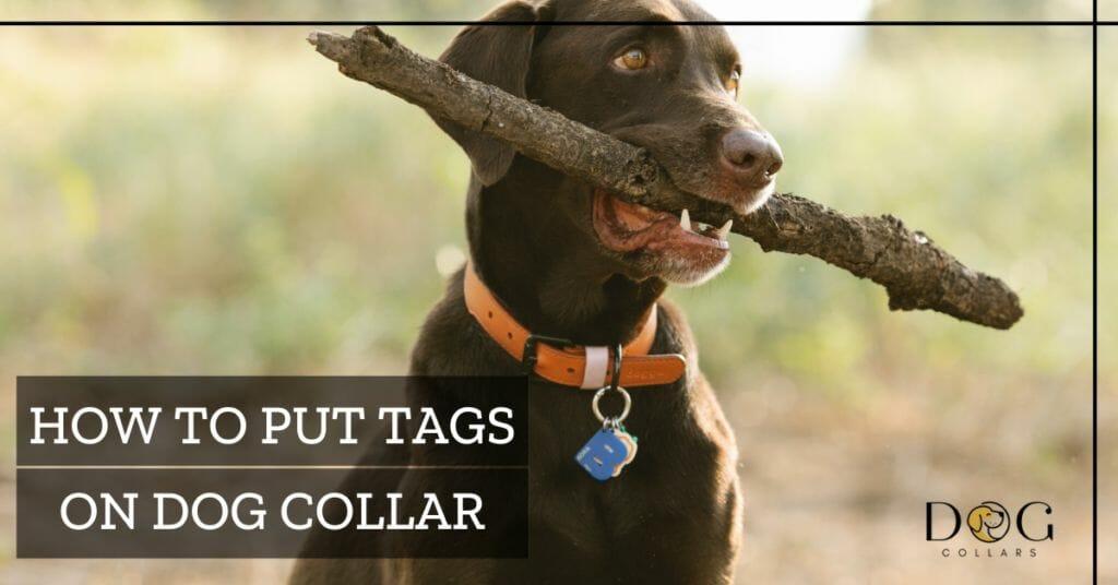 How to put tags on dog collar