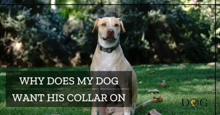 Why Does My Dog Want His Collar On – Surprising Reasons