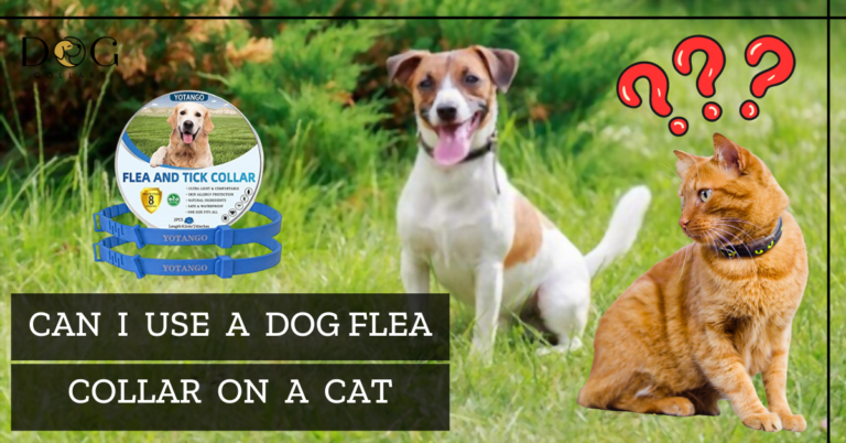 Can I use a dog flea collar on a cat – Comprehensive Guide