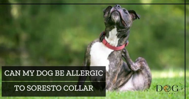 Could My Dog Be Allergic To Seresto Collar – Symptoms