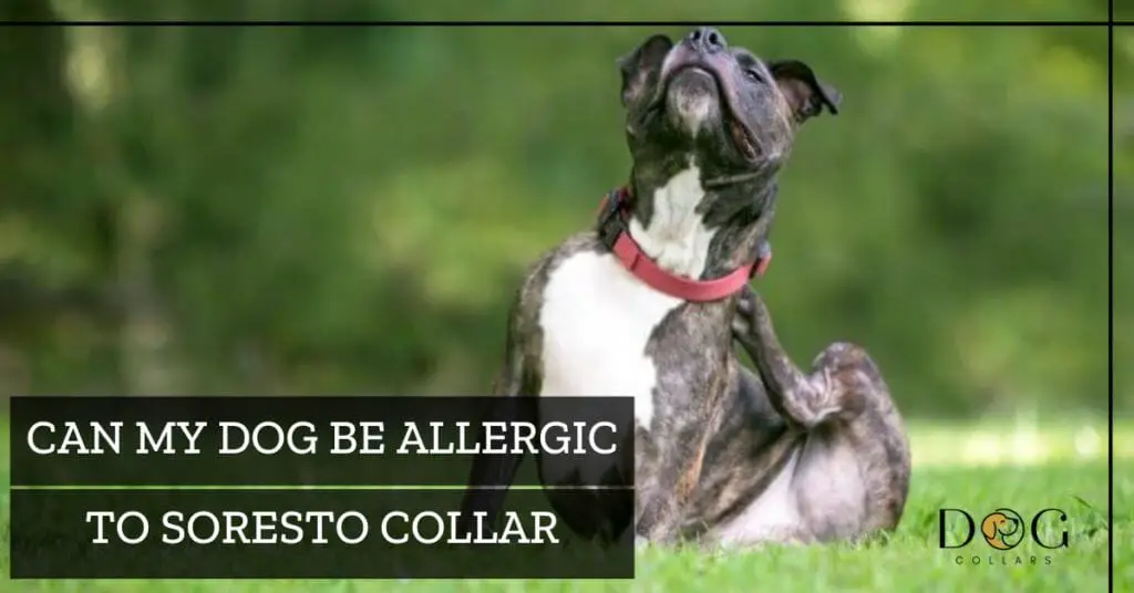 Could My Dog Be Allergic To Seresto Collar