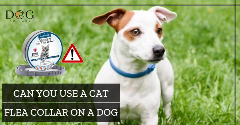 Can You Use A Cat Flea Collar On A Dog – 5 Ultimate Reasons