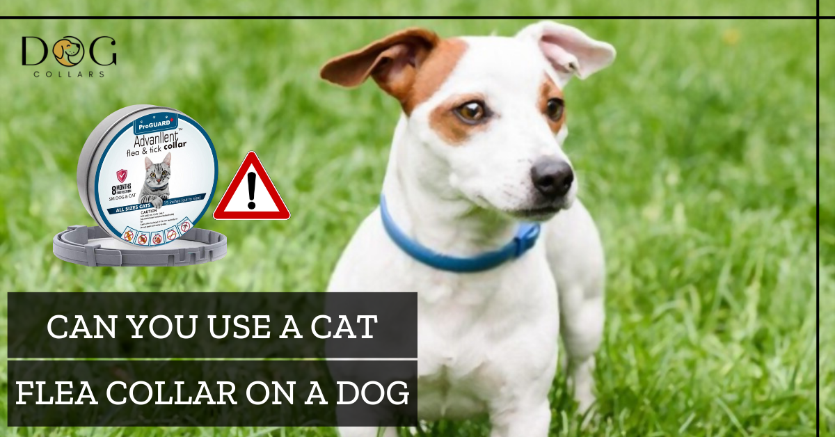 Can you use a cat flea collar on a dog
