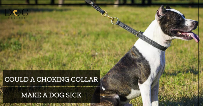 Could a Choking Collar Make a Dog Sick – A Complete Guide