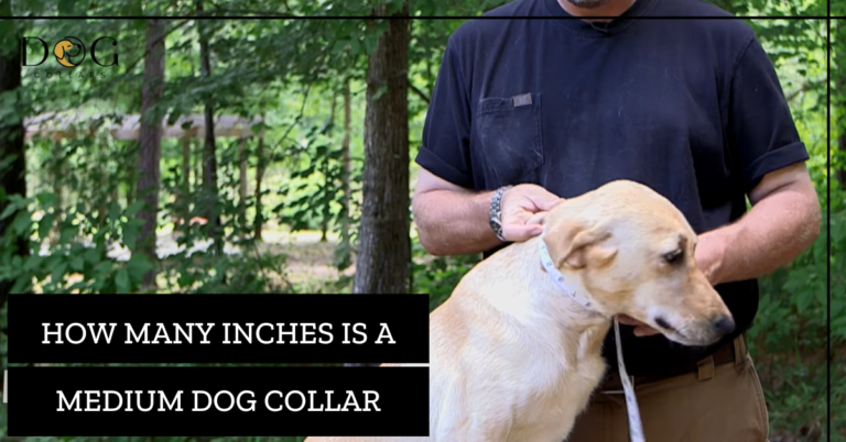How Many Inches is a Medium Dog Collar – The Right Fit
