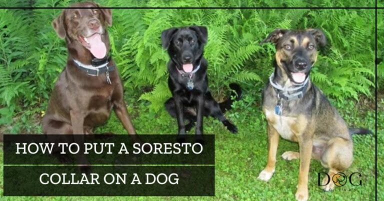 How To Put A Seresto Collar On Dog – 5 Simple Steps