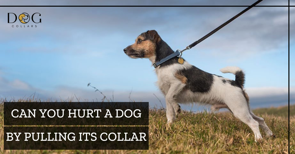 can you hurt a dog by pulling its collar