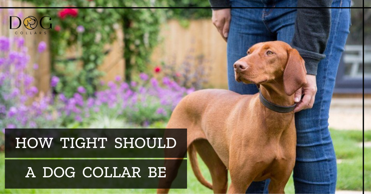 How tight should a dog collar be