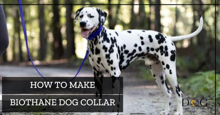 How To Make Biothane Dog Collar – 8 Simple Steps