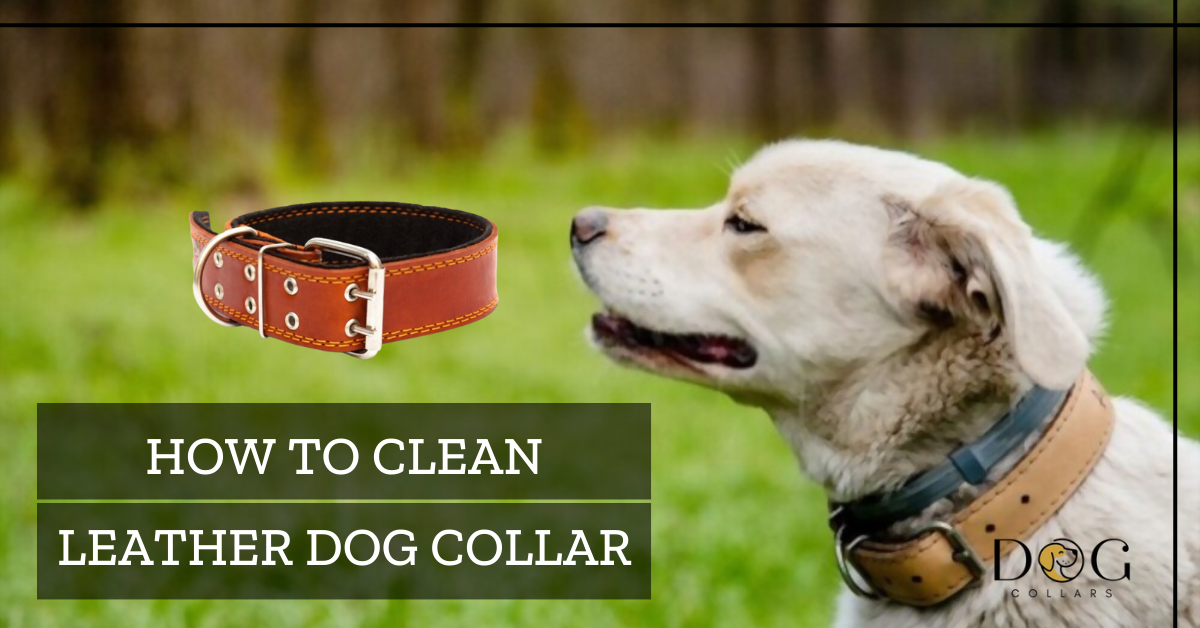 How to clean leather dog collar