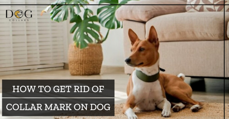 How To Get Rid Of Collar Mark On Dog – 5 Easy Ways