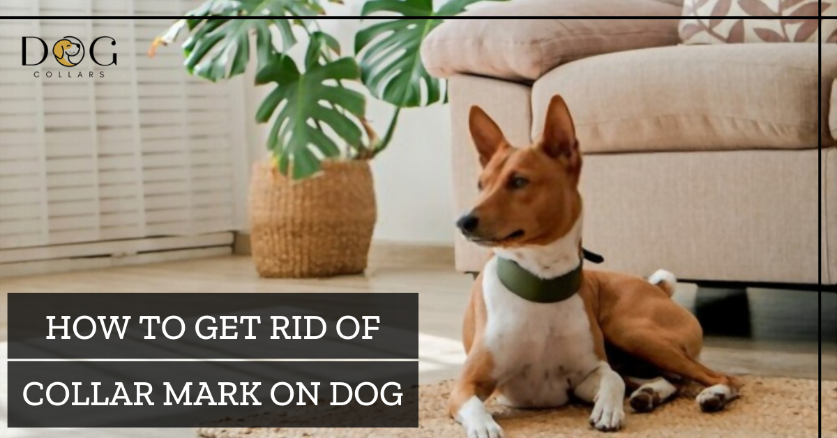 How to get rid of collar mark on dog