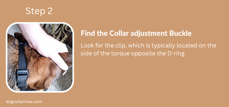 How to loosen a dog collar - Step 2 - Find the Collar  Adjustment Buckle