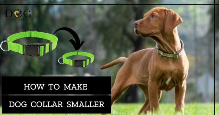 How to Make Dog Collar Smaller – 3 Fundamental Processes