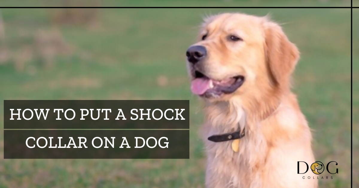 How to put a shock collar on a dog