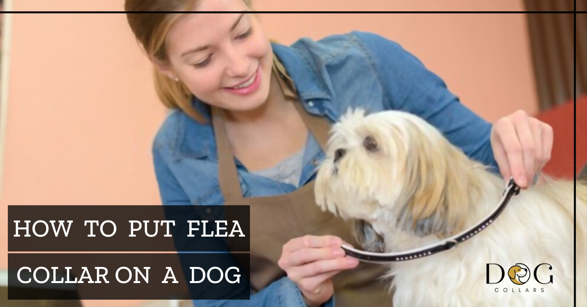 How to put a flea collar on a dog.