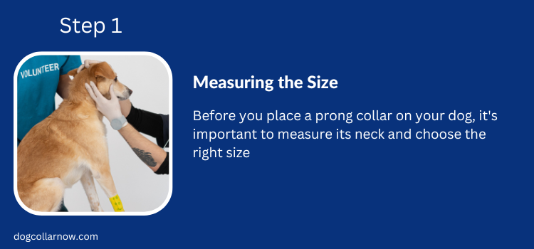 Step 1-Measuring the size-How to put a pinch collar on a dog 