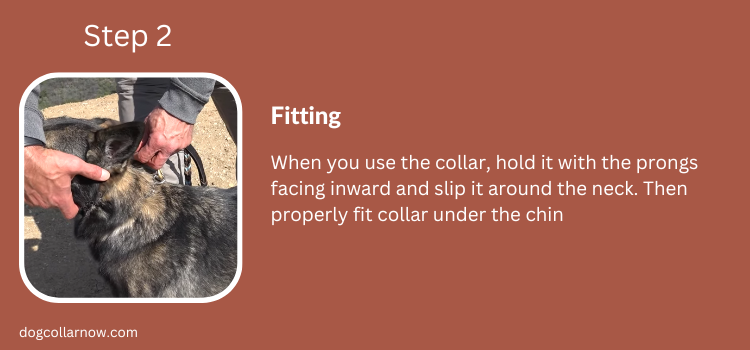 Step 2-Fitting-How to put a pinch collar on a dog 