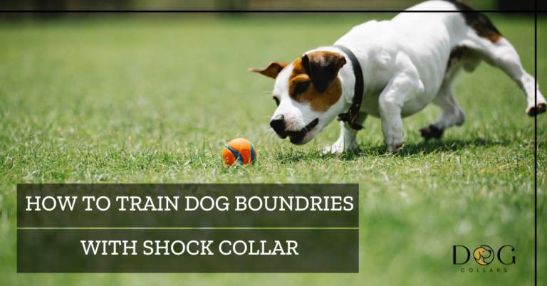How To Train A Dog Boundaries With Shock Collar – 7 Effective Methods
