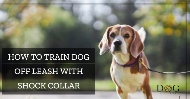 How to Train Dog off Leash With Shock Collar – 6 Plain Techniques