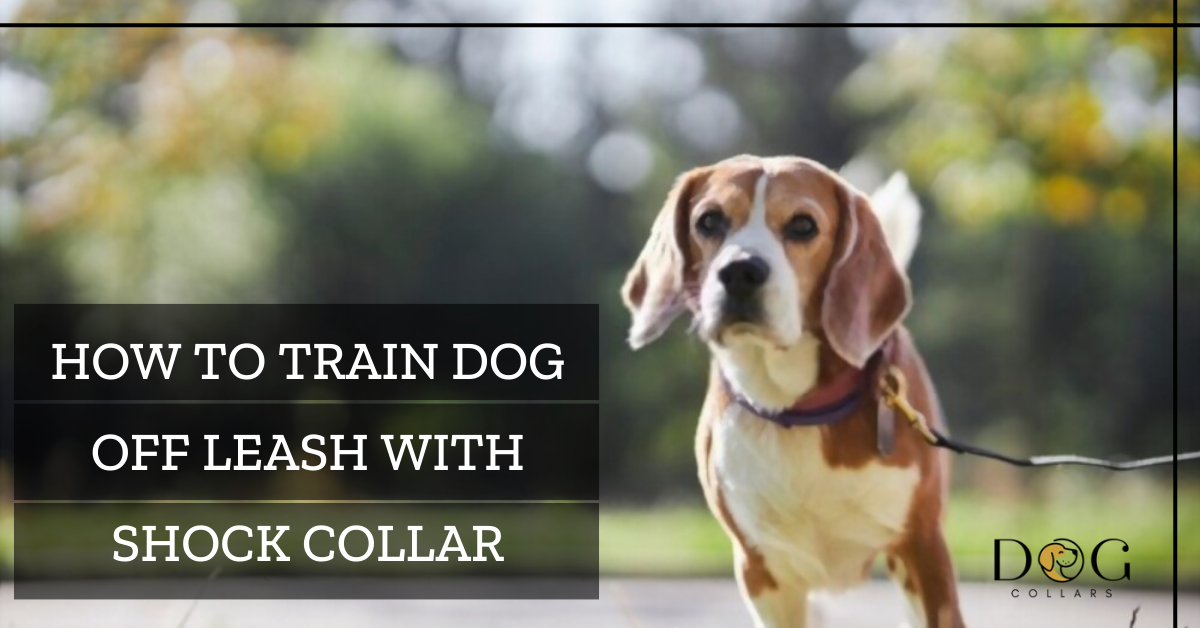 How to train dog off leash with shock collar