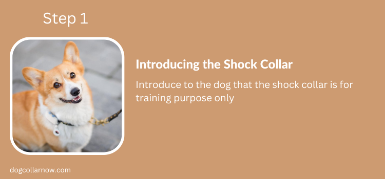 Step 1-Introducing the Shock collar-How to train dog off leash with shock collar