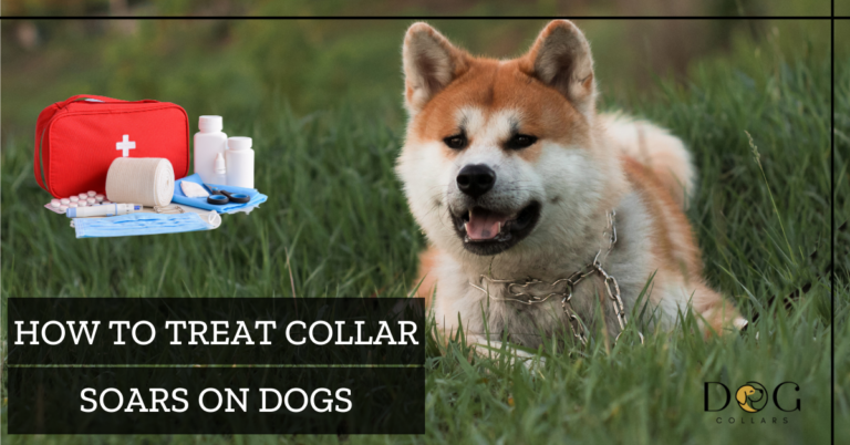 How To Treat Collar Sores On Dogs – 7 Effective Ways