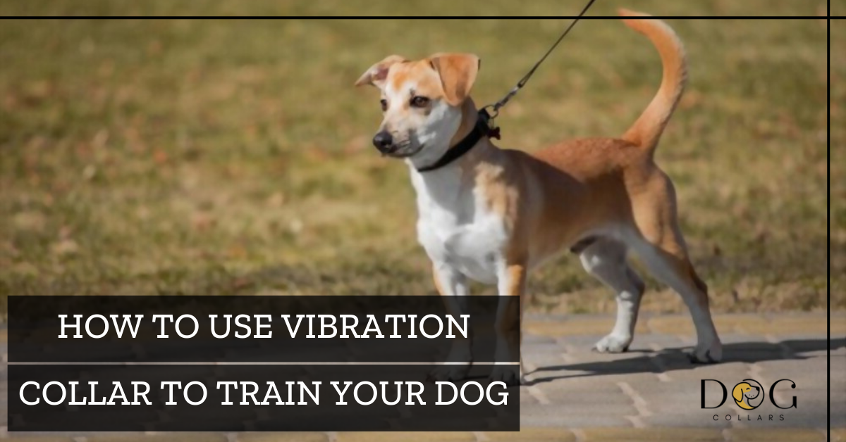How to use vibration collar to train your dog
