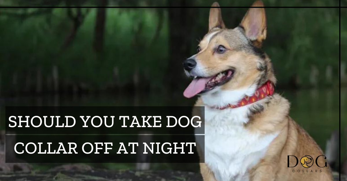 should you take dog collar off at night