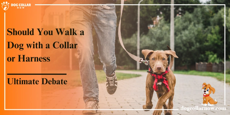 Should you walk a dog with a collar or harness --