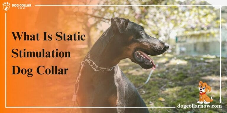 What Is Static Stimulation Dog Collar – Benefits and Safety