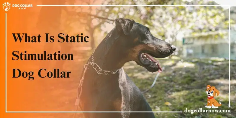 What Is Static Stimulation Dog Collar
