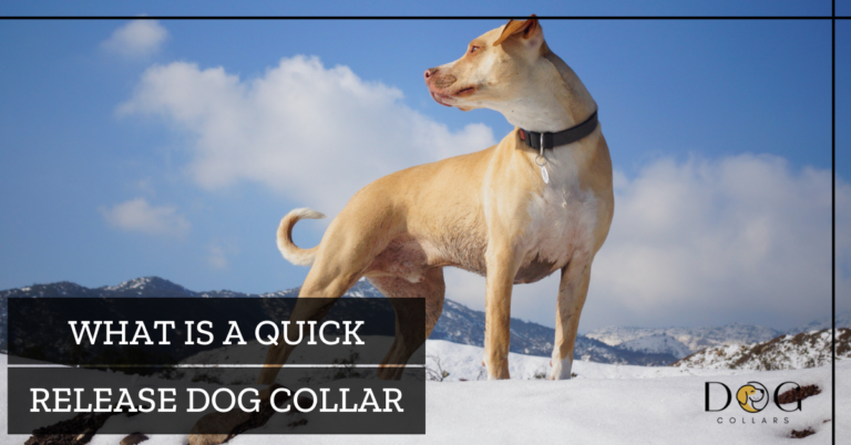 What Is A Quick Release Dog Collar – Guide