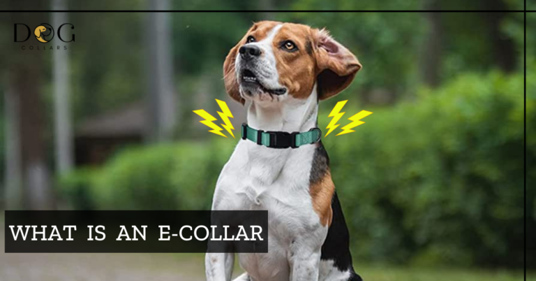 What Is An E-Collar? The Ultimate Guide of E-Collars For Dog Training