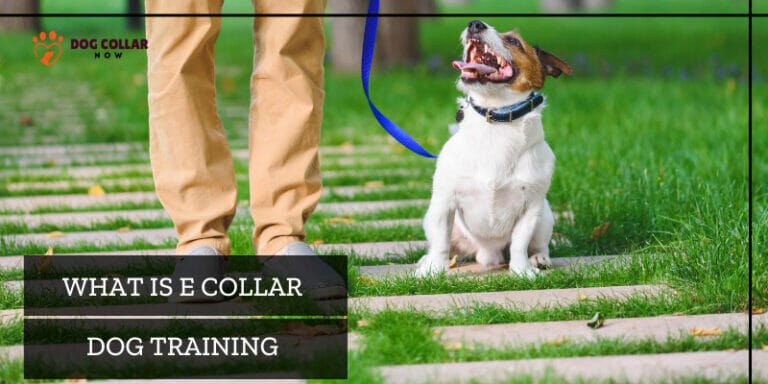 What Is E Collar Dog Training – Explore E-collar