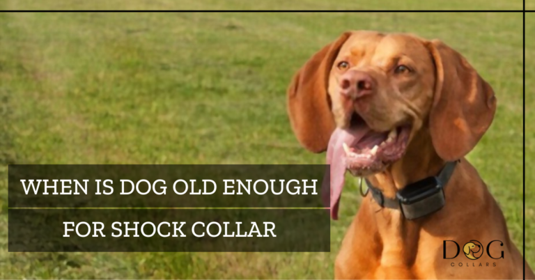 When is a Dog Old Enough For A Shock Collar – Explained by Experts