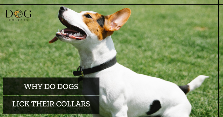 Why do dogs lick their collars – 5 Reasons