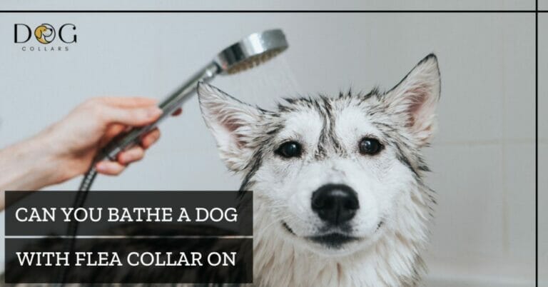 Can You Bathe a Dog with Flea Collar On – Safety and Tips