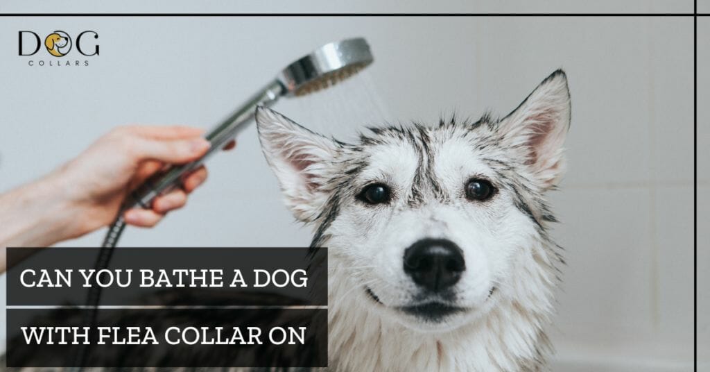Can You Bathe a Dog with Flea Collar On