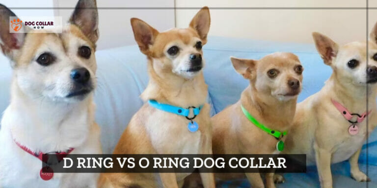 D Ring Vs O Ring Dog Collar – The Paw-fect Collar