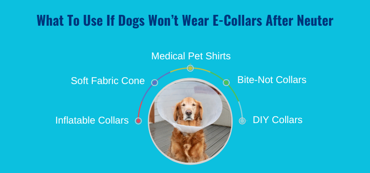 What to use if dogs won't wear e collar after neuter
