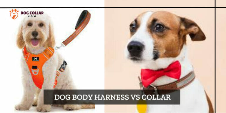 Dog Body Harness Vs Collar – Making the Right Choice