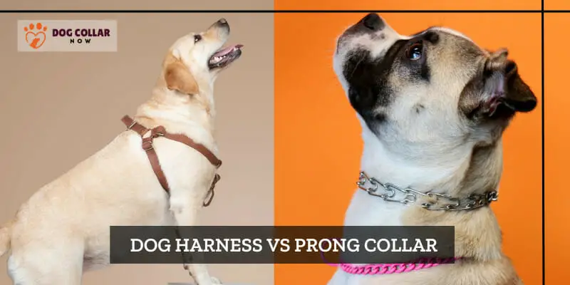 Dog harness vs prong collar