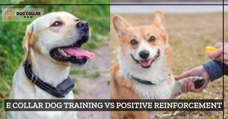 E Collar Dog Training vs Positive Reinforcement – What’s Better Option