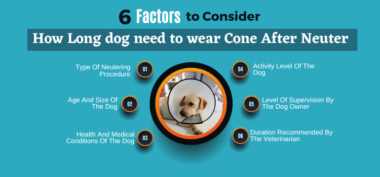 6 Factors - How long dog need to wear cone after neuter