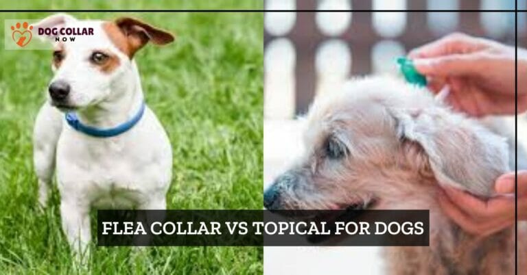 Flea Collar Vs Topical For Dogs – Unlock the Secret