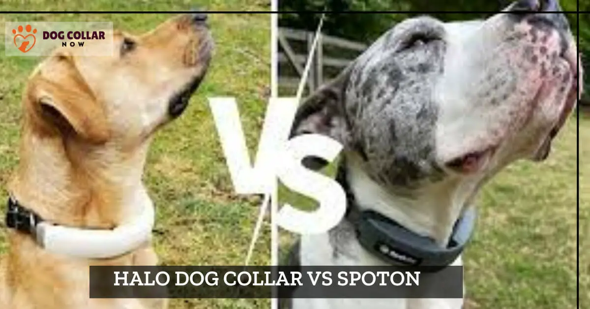 Halo Dog Collar vs Spoton